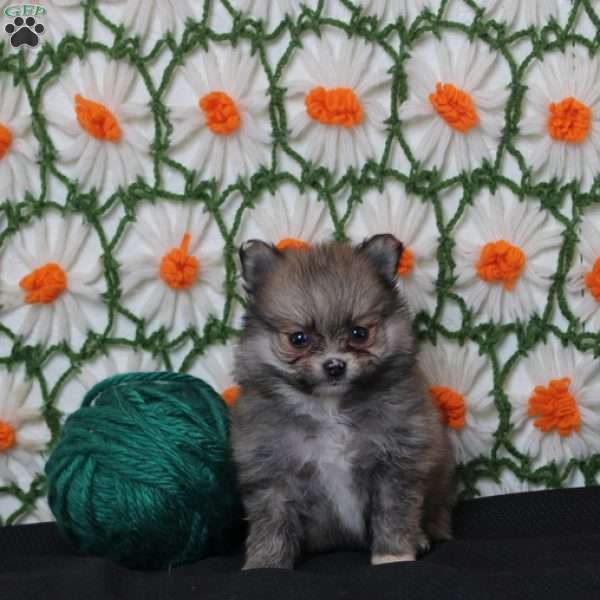 Kalani, Pomeranian Puppy